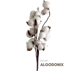 Algodonix